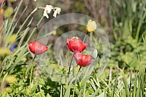 Bright red tulips, Tulipa, blooming in the spring sunshine