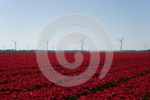 Bright red tulp field with pure holland dutch wind turbines in the background. Bright white blue neutral sky. Red farmland tulp