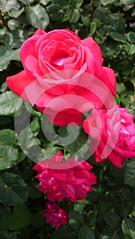 Bright red velvety rose flower in the garden photo