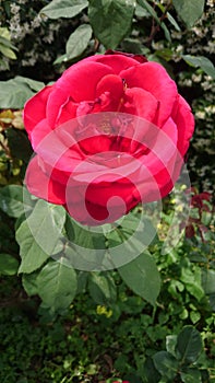 Bright red velvety rose flower in the garden photo