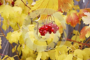 bright red viburnum berries on a background of yellow autumn leaves. C