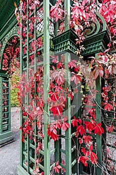 Bright red Virginia creeper leaves in autumn