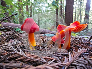 Red Waxy Cap Mushrooms In a Forest photo