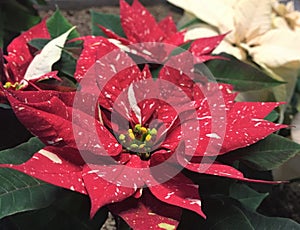 Bright red with white Christmas flower Poinsettia.