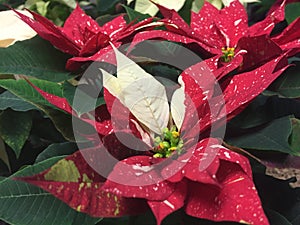 Bright red with white Christmas flower Poinsettia.