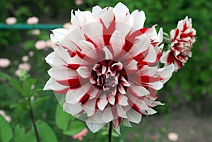 Bright red-white flower dahlia
