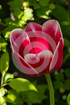 Bright red-white tulip blossom in spring garden