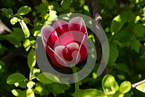Bright red-white tulip blossom in spring garden