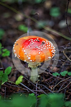 Bright red wild poisonous Fly Agaric mushroom