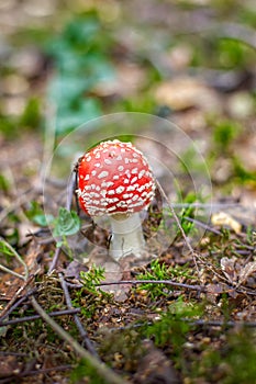 Bright red wild poisonous Fly Agaric mushroom