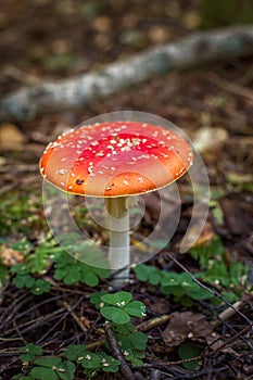 Bright red wild poisonous Fly Agaric mushroom