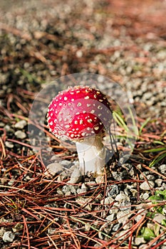 Bright red wild poisonous Fly Agaric mushroom