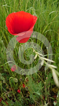 Bright red wild poppy flower in full bloom