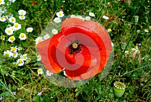 Bright red wild poppy flower closeup and white daisies in soft green grassy meadow