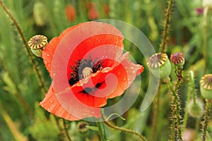 Bright red wild poppy flower growing in green field, some closed poppies heads around, close up macro detail