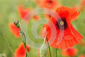 Bright red wild poppy flower head wet from rain, with blurred green field background, closeup detail