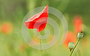 Bright red wild poppy flower, petals wet from rain, blurred green field background