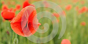 Bright red wild poppy flower, petals wet from rain, closeup detail, blurred green field background