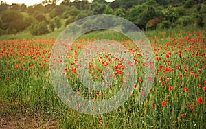 Bright red wild poppy flowers growing in green field of unripe wheat, blurred trees background