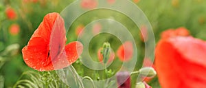 Bright red wild poppy flowers, petals wet from rain, growing in field of green unripe wheat