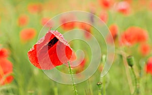 Bright red wild poppy flowers, rain drops over petals, growing in field of green unripe wheat