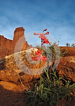 Red flowers and Fisher Towers formation in Utah photo