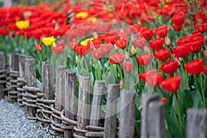 Bright red and yellow blooming tulips flowers in garden along wooden fence, soft focus