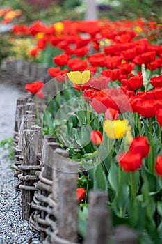 Bright red and yellow blooming tulips flowers in garden along wooden fence, soft focus