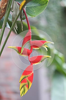 Bright red-yellow flower of an exotic tropical plant