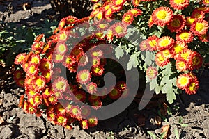 Bright red and yellow flowers of Chrysanthemum