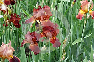 Bright red and yellow flowers of irises