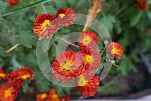 Bright red and yellow flowers of semidouble Chrysanthemums in October photo