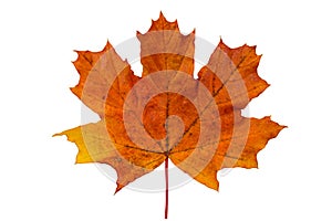 bright red yellow maple leaf