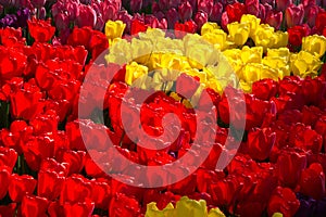 Bright, red and yellow spring tulips of Holland photo