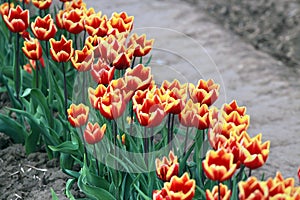 Bright red and yellow tulip flowers in a garden