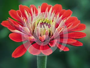 Bright Red Zinnia Flower Bloom Macro Shot with Green Background