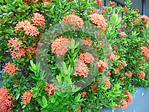 Bright reddish-orange ixora coccinea plants in bloom. Darwin, NT Australia