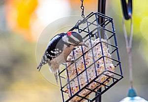 A bright, redheaded woodpecker eats bits of suet