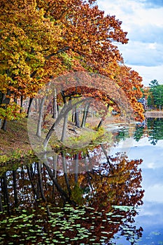 Farbistý stromy na rieka v jeseni 