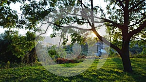 Bright rich grass and panoramic view of the village in Montenegro. In the foreground, the tree trunk and the sun`s rays