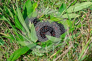 Bright ripe black berries of black elderberry, plucked from the bush. Harvesting of medicinal plants. Coronavirus treatment