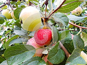 Bright ripe juicy liquid apples on a branch