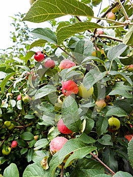 Bright ripe juicy liquid apples on a branch