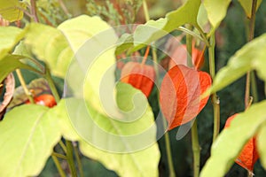 Bright ripe physalis sepals on bush, closeup