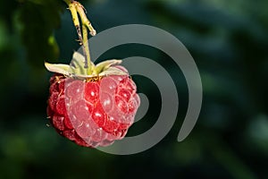 Bright ripened fresh raspberries on a branch close-up, macro photo.