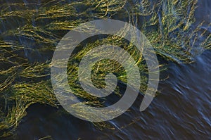 Bright river green yellow algae  in blue water in the river