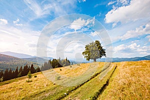 Bright rolling countryside around a farm in the morning light