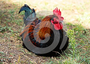 A bright rooster of the Maran breed with a red comb sits on a lawn in the grass. Free range poultry in the yard. Eco