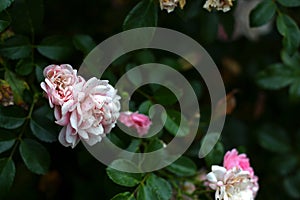 Bright rose flowers on the branch.