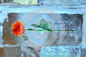 Bright rose in icy composition on Christmas